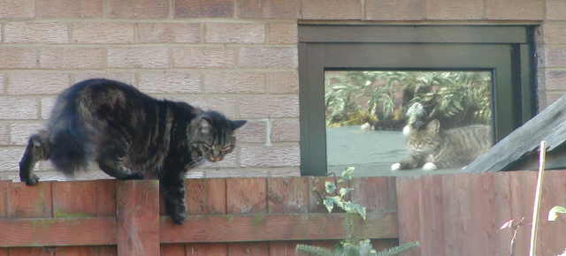 Buster on fence, Ben reflection