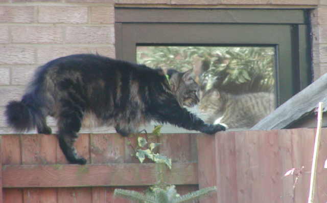 Buster on fence, Ben reflection