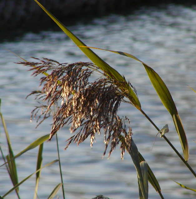 Common Reed