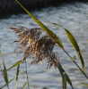 Common Reed