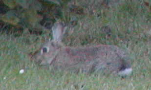 Rabbit