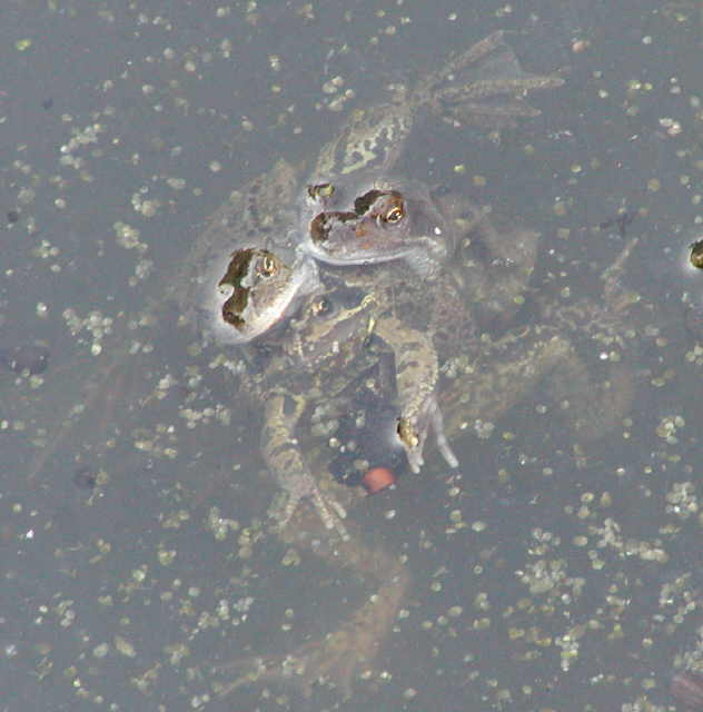 frog