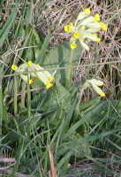 Cowslip
