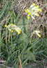 Cowslip