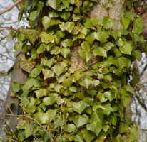 Ivy
