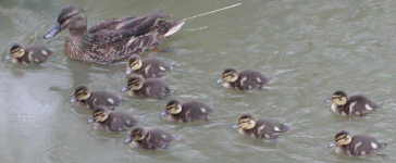 mallard with 11 ducklings