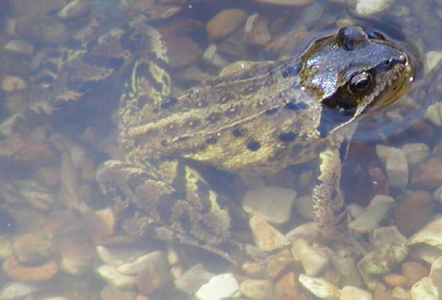 frog