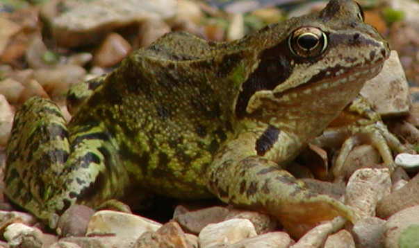 frog
