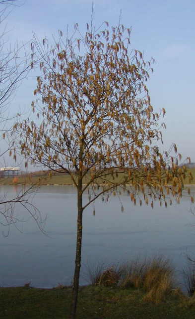 a tree