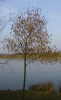 a tree