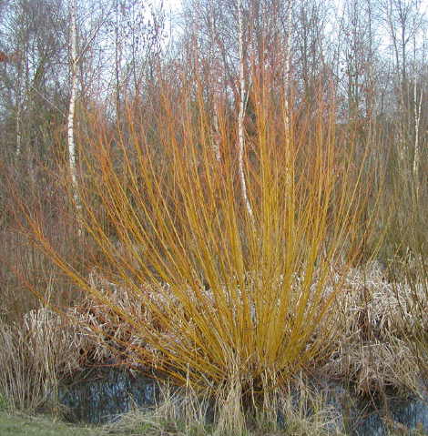 Dogwood