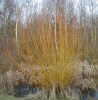Dogwood