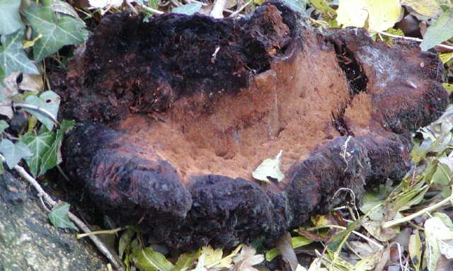 Unidentified Fungal Object