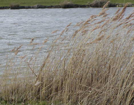 a tall grass