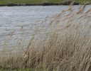 a tall grass
