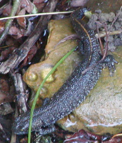 Newt