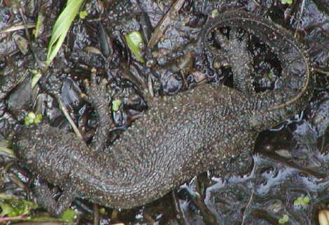 Newt