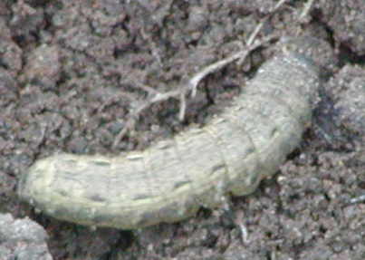 Caterpillar on ground