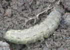 Caterpillar on ground
