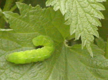 Caterpillar on stinging nettle
