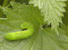 Caterpillar on nettle