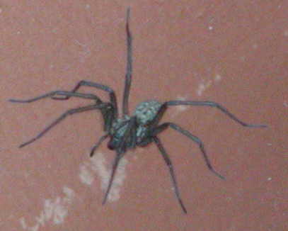 Spider