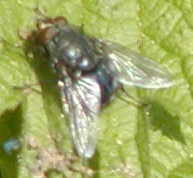 insect 1