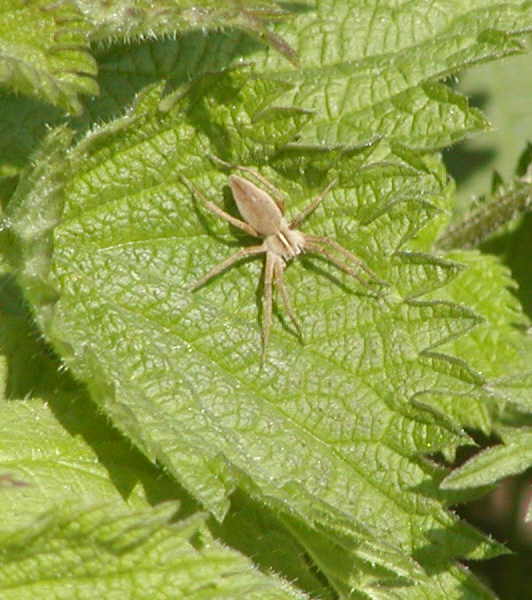 Pisaura Mirabilis Spider