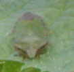 insect 1