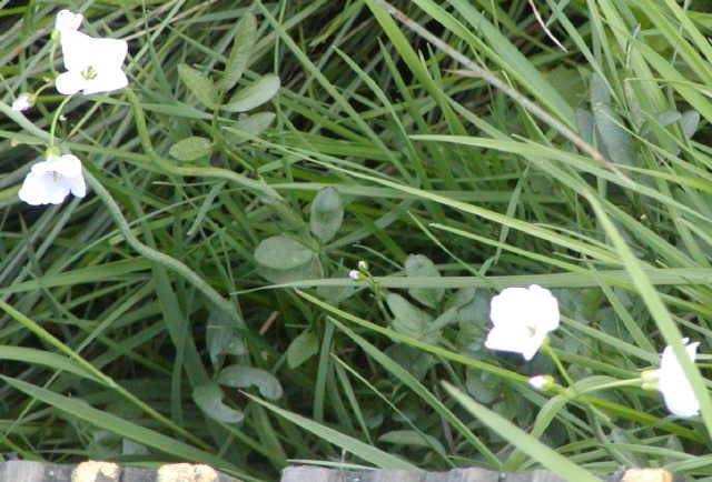 a white flower
