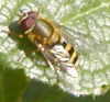 insect 1