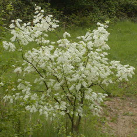 a tree