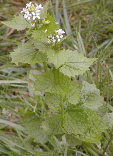 white dead nettle