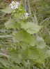 white dead nettle