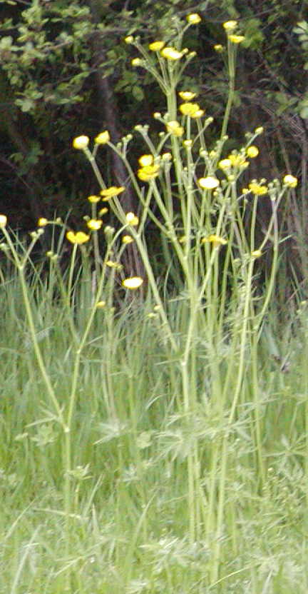 meadow buttercup?