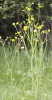 meadow buttercup?