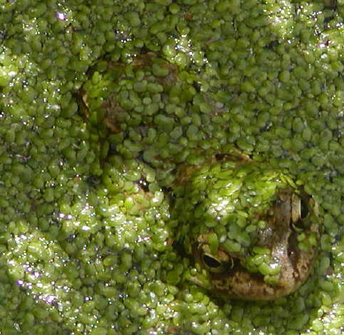 frog