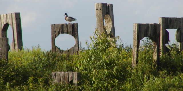 Mallard on Railway Sleepers