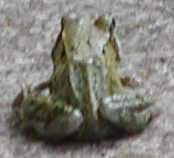 frog