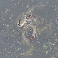 Frogs in pond