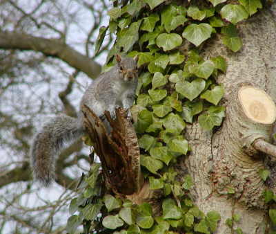 Squirrel in woods