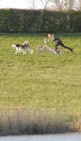 Dogs racing