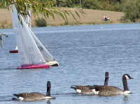 boats and canada geese